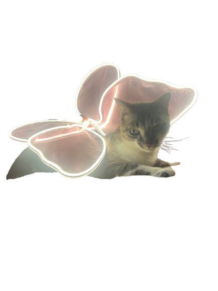 Nicolau with fairy wings